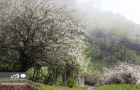 قاب‌هایی جذاب از طبیعت بهاری کوهستان چالوس