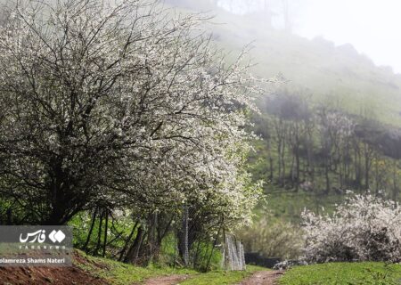 قاب‌هایی جذاب از طبیعت بهاری کوهستان چالوس
