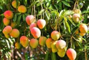 هسته‌ای در کشاورزی ـ ۴ کاهش مؤثر ضایعات با پرتودهی هسته‌ای