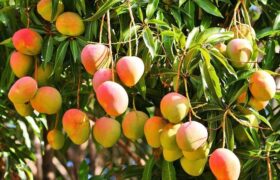 هسته‌ای در کشاورزی ـ ۴ کاهش مؤثر ضایعات با پرتودهی هسته‌ای