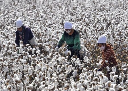 سقوط طلای سفید در سرزمین طلاهای سبز/ سکوت در پنبه‌زارها