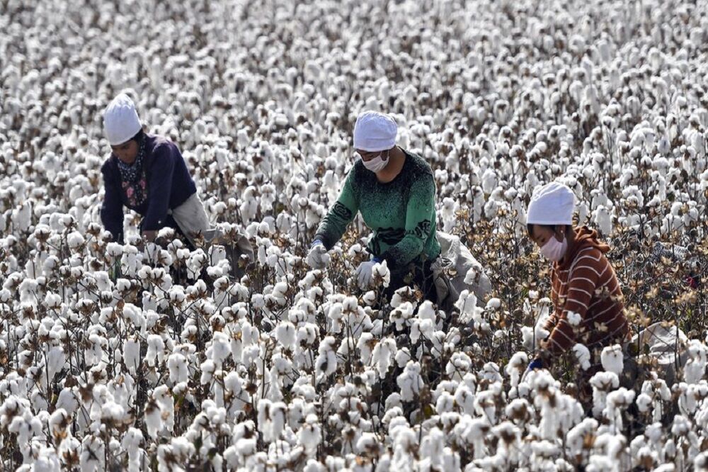 سقوط طلای سفید در سرزمین طلاهای سبز/ سکوت در پنبه‌زارها