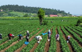 زیربنای بهره‌وری و تاب‌آوری کشاورزی سرمایه انسانی و اجتماعی است