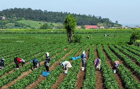 زیربنای بهره‌وری و تاب‌آوری کشاورزی سرمایه انسانی و اجتماعی است