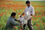 ساخت واکسن تب برفکی ایرانی