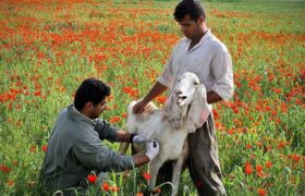 ساخت واکسن تب برفکی ایرانی