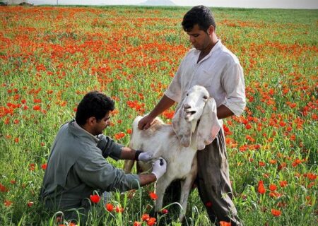 ساخت واکسن تب برفکی ایرانی