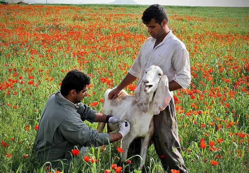 ساخت واکسن تب برفکی ایرانی