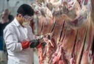 تلاش دولت برای خودکفایی در تولید گوشت قرمز