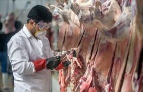 تلاش دولت برای خودکفایی در تولید گوشت قرمز