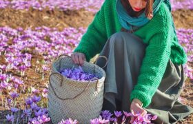 ایران با کشف ۲۵ گونه وحشی زعفران، به یکی از مراکز اصلی تنوع این گیاه در جهان تبدیل شد