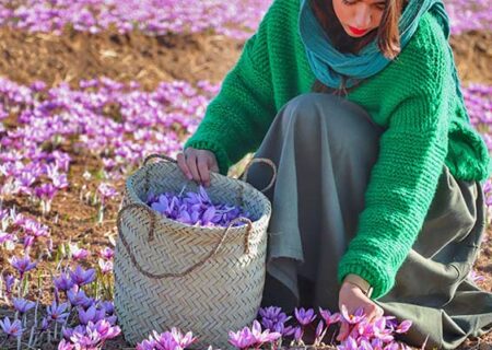 ایران با کشف ۲۵ گونه وحشی زعفران، به یکی از مراکز اصلی تنوع این گیاه در جهان تبدیل شد