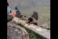 هشدار درباره غذارسانی به خرس‌های سبلان؛ خطر برای انسان و حیات‌وحش
