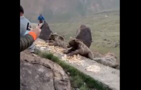 هشدار درباره غذارسانی به خرس‌های سبلان؛ خطر برای انسان و حیات‌وحش