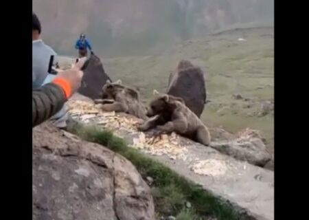 هشدار درباره غذارسانی به خرس‌های سبلان؛ خطر برای انسان و حیات‌وحش