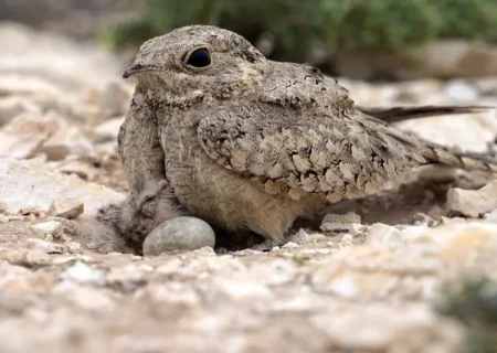 بازگشت شبگرد مصری به گیلان پس از ۶۰ سال؛ پرنده‌ای نادر در دشت‌های شمال