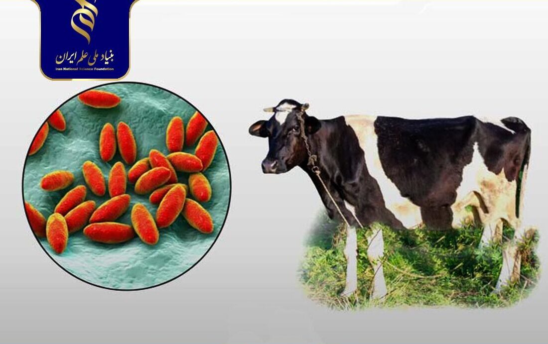 تولید کیت تشخیصی الایزا برای بروسلوز با پروتئین نوترکیب بومی ایران