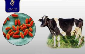 تولید کیت تشخیصی الایزا برای بروسلوز با پروتئین نوترکیب بومی ایران