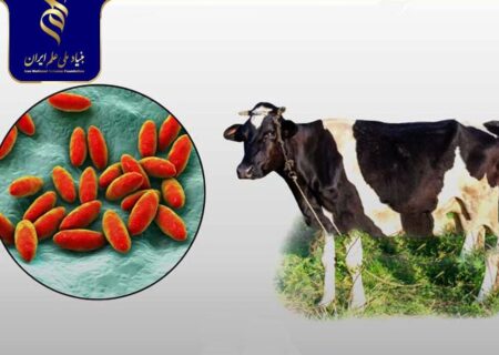 تولید کیت تشخیصی الایزا برای بروسلوز با پروتئین نوترکیب بومی ایران