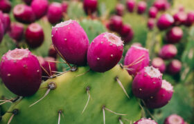 میوه کاکتوس؛ گلابی خاردار پرخاصیت و کمیاب