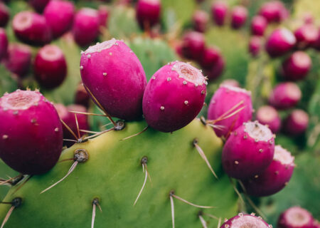 میوه کاکتوس؛ گلابی خاردار پرخاصیت و کمیاب