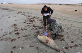 مرگ مرموز صدها فک خزری در قزاقستان؛ هشدار مشترک برای ایران و کشورهای ساحلی خزر
