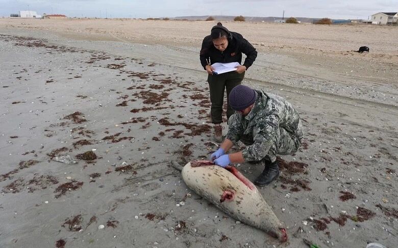 مرگ مرموز صدها فک خزری در قزاقستان؛ هشدار مشترک برای ایران و کشورهای ساحلی خزر
