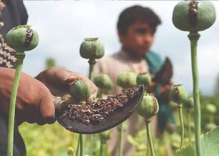 وضعیت کشت خشخاش در ایران تشریح شد