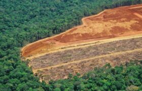 سازمان ملل: فرصت برای احیای جنگل‌های جهان محدود است